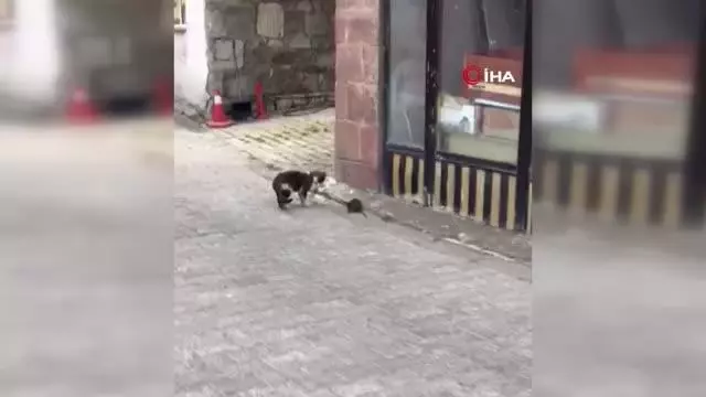Fare kediye meydan okursa Fare kediye meydan okursa