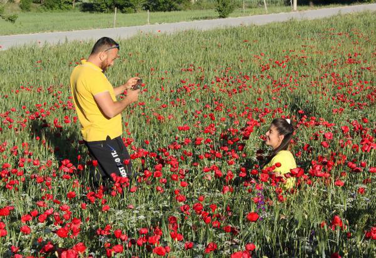 GELİNCİK TARLASINDA FOTOĞRAF ÇEKTİRİYORLAR