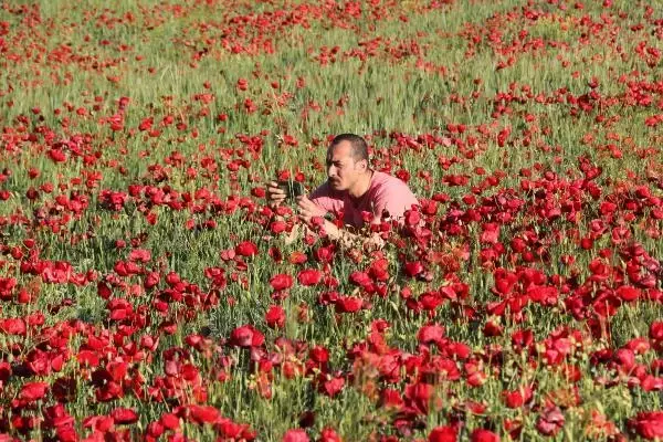 GELİNCİK TARLASINDA FOTOĞRAF ÇEKTİRİYORLAR GELİNCİK TARLASINDA FOTOĞRAF ÇEKTİRİYORLAR