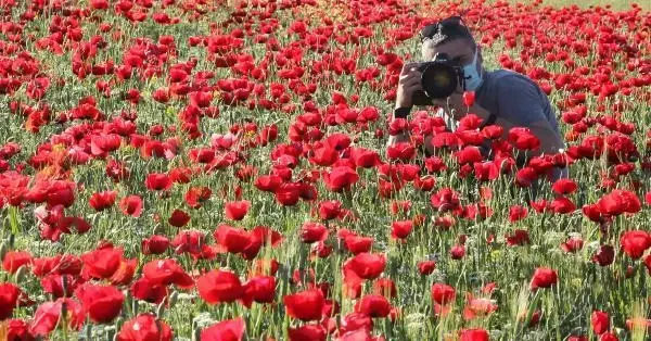 GELİNCİK TARLASINDA FOTOĞRAF ÇEKTİRİYORLAR GELİNCİK TARLASINDA FOTOĞRAF ÇEKTİRİYORLAR