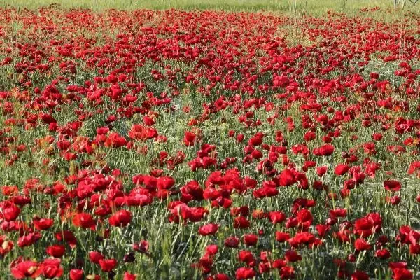 GELİNCİK TARLASINDA FOTOĞRAF ÇEKTİRİYORLAR GELİNCİK TARLASINDA FOTOĞRAF ÇEKTİRİYORLAR