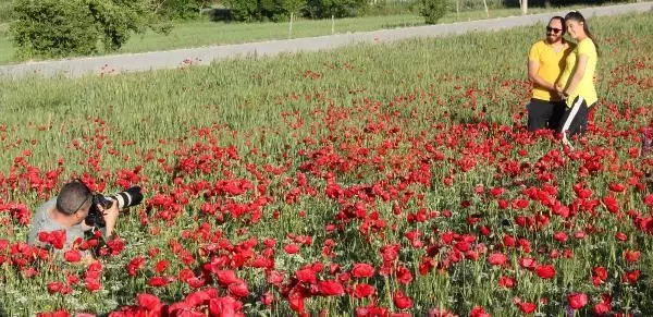 GELİNCİK TARLASINDA FOTOĞRAF ÇEKTİRİYORLAR GELİNCİK TARLASINDA FOTOĞRAF ÇEKTİRİYORLAR