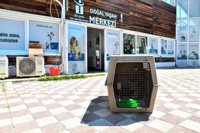 Girdiği işletmede yakalanan yavru tilki doğaya bırakıldı Girdiği işletmede yakalanan yavru tilki doğaya bırakıldı