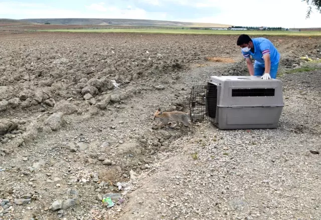 Girdiği işletmede yakalanan yavru tilki doğaya bırakıldı Girdiği işletmede yakalanan yavru tilki doğaya bırakıldı