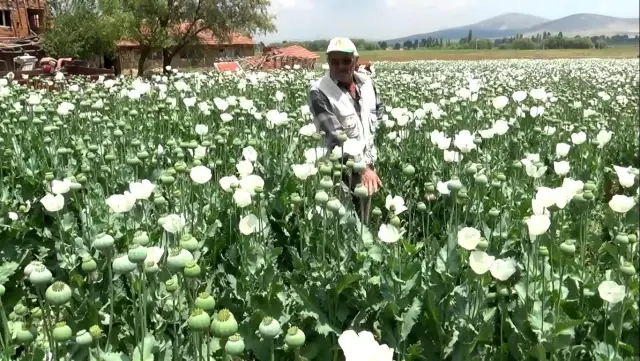 Haşhaş tarlaları beyaza büründü Haşhaş tarlaları beyaza büründü