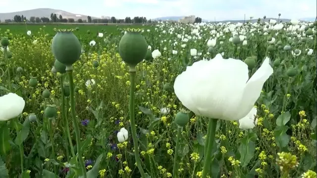 Haşhaş tarlaları beyaza büründü Haşhaş tarlaları beyaza büründü