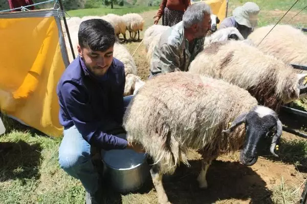 Hollanda Büyükelçiliği, çobanlık yaparak Tilburg Üniversitesi'ne hazırlanan Mahir için devrede Hollanda Büyükelçiliği, çobanlık yaparak Tilburg Üniversitesi'ne hazırlanan Mahir için devrede
