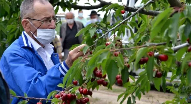 Huzurevi sakinleri kiraz hasadına katıldı Huzurevi sakinleri kiraz hasadına katıldı