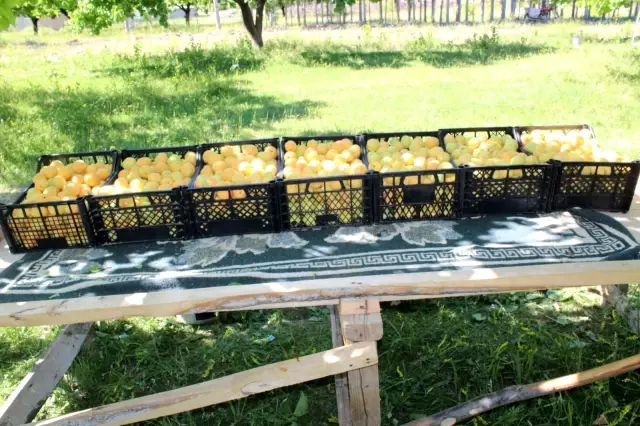 Iğdır'ın sembolü kayısıda hasat dönemi başladı Iğdır'ın sembolü kayısıda hasat dönemi başladı