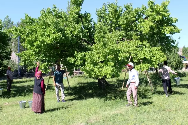 Iğdır'ın sembolü kayısıda hasat dönemi başladı Iğdır'ın sembolü kayısıda hasat dönemi başladı