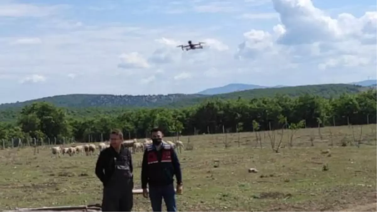 Jandarma kaybolan koyunları dronla buldu