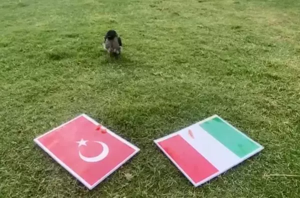 KARGA DİDO'NUN TAHMİNİ TÜRKİYE KARGA DİDO'NUN TAHMİNİ TÜRKİYE