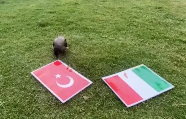 KARGA DİDO'NUN TAHMİNİ TÜRKİYE KARGA DİDO'NUN TAHMİNİ TÜRKİYE