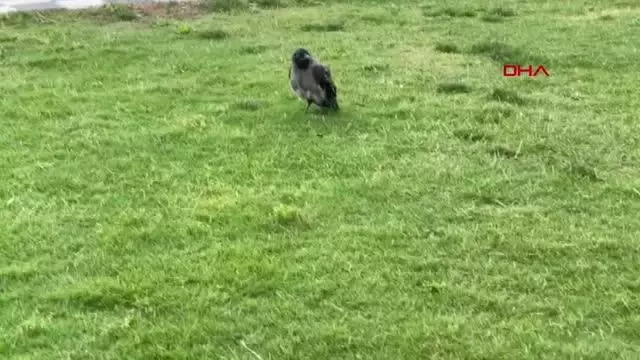 KARGA DİDO'NUN TAHMİNİ TÜRKİYE KARGA DİDO'NUN TAHMİNİ TÜRKİYE