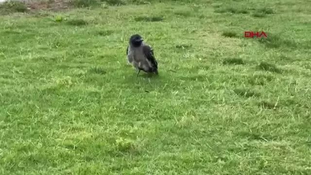 KARGA DİDO'NUN TAHMİNİ TÜRKİYE KARGA DİDO'NUN TAHMİNİ TÜRKİYE
