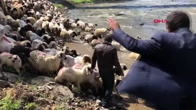 KARS KIRKILAN KOYUNLARI KARS ÇAYI'NDA YIKADILAR KARS KIRKILAN KOYUNLARI KARS ÇAYI'NDA YIKADILAR