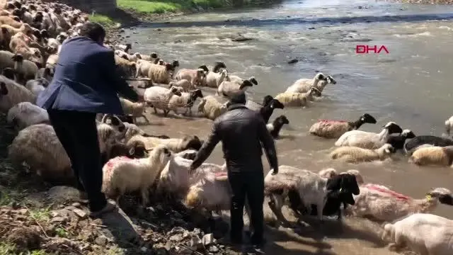 KARS KIRKILAN KOYUNLARI KARS ÇAYI'NDA YIKADILAR KARS KIRKILAN KOYUNLARI KARS ÇAYI'NDA YIKADILAR