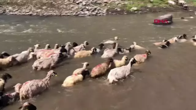 KARS KIRKILAN KOYUNLARI KARS ÇAYI'NDA YIKADILAR KARS KIRKILAN KOYUNLARI KARS ÇAYI'NDA YIKADILAR