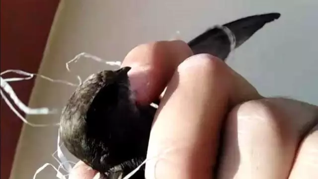 Çatı oluğunda ipe dolanan kırlangıç ve kuyuya düşen tilki yavrusu kurtarıldı Çatı oluğunda ipe dolanan kırlangıç ve kuyuya düşen tilki yavrusu kurtarıldı