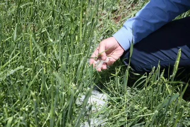 Kayseri'nin Pınarbaşı ilçesinde dolu 5 bin dekar ekili alana zarar verdi Kayseri'nin Pınarbaşı ilçesinde dolu 5 bin dekar ekili alana zarar verdi