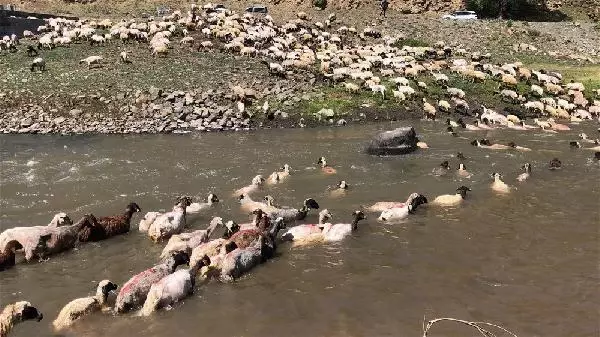 KARS KIRKILAN KOYUNLARI KARS ÇAYI'NDA YIKADILAR KARS KIRKILAN KOYUNLARI KARS ÇAYI'NDA YIKADILAR