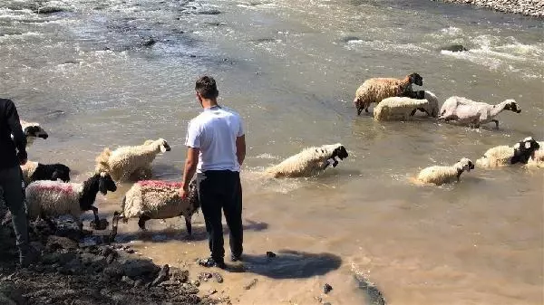 KARS KIRKILAN KOYUNLARI KARS ÇAYI'NDA YIKADILAR KARS KIRKILAN KOYUNLARI KARS ÇAYI'NDA YIKADILAR