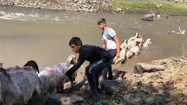 KARS KIRKILAN KOYUNLARI KARS ÇAYI'NDA YIKADILAR KARS KIRKILAN KOYUNLARI KARS ÇAYI'NDA YIKADILAR