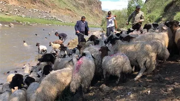 KARS KIRKILAN KOYUNLARI KARS ÇAYI'NDA YIKADILAR KARS KIRKILAN KOYUNLARI KARS ÇAYI'NDA YIKADILAR