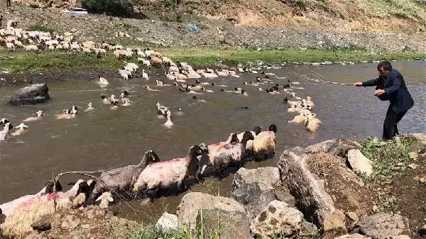 KARS KIRKILAN KOYUNLARI KARS ÇAYI'NDA YIKADILAR KARS KIRKILAN KOYUNLARI KARS ÇAYI'NDA YIKADILAR