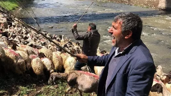 KARS KIRKILAN KOYUNLARI KARS ÇAYI'NDA YIKADILAR KARS KIRKILAN KOYUNLARI KARS ÇAYI'NDA YIKADILAR