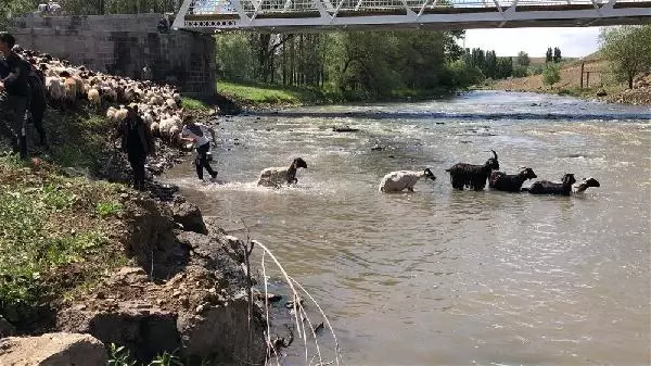 KARS KIRKILAN KOYUNLARI KARS ÇAYI'NDA YIKADILAR KARS KIRKILAN KOYUNLARI KARS ÇAYI'NDA YIKADILAR