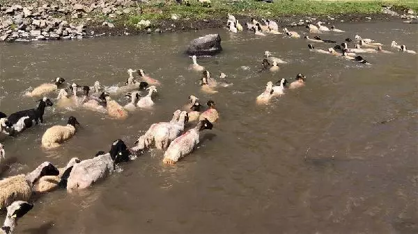 KARS KIRKILAN KOYUNLARI KARS ÇAYI'NDA YIKADILAR KARS KIRKILAN KOYUNLARI KARS ÇAYI'NDA YIKADILAR
