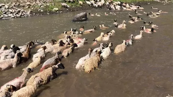 KARS KIRKILAN KOYUNLARI KARS ÇAYI'NDA YIKADILAR KARS KIRKILAN KOYUNLARI KARS ÇAYI'NDA YIKADILAR