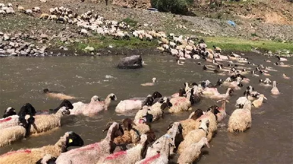 KARS KIRKILAN KOYUNLARI KARS ÇAYI'NDA YIKADILAR KARS KIRKILAN KOYUNLARI KARS ÇAYI'NDA YIKADILAR