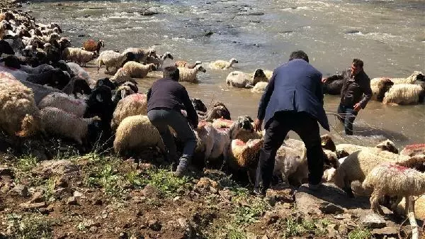 KARS KIRKILAN KOYUNLARI KARS ÇAYI'NDA YIKADILAR KARS KIRKILAN KOYUNLARI KARS ÇAYI'NDA YIKADILAR