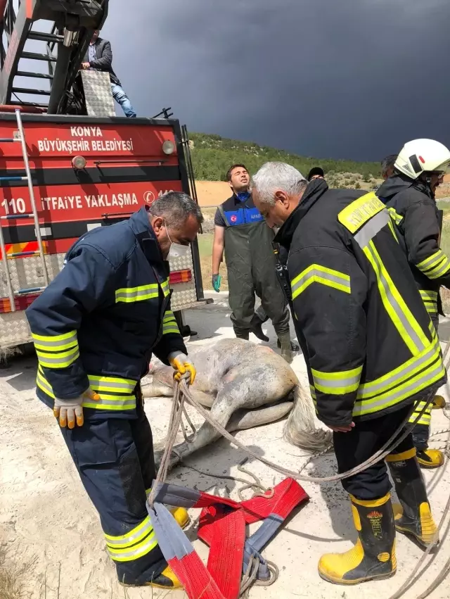 Konya'da itfaiyeden at kurtarma operasyonu Konya'da itfaiyeden at kurtarma operasyonu