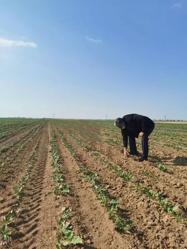 Konya Şeker üreticiye motorin desteğine bugün başlıyor Konya Şeker üreticiye motorin desteğine bugün başlıyor