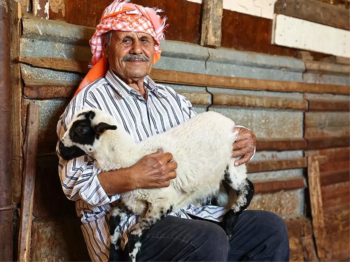 Koyun Yetiştiriciliğine Adanmış 77 Yıl