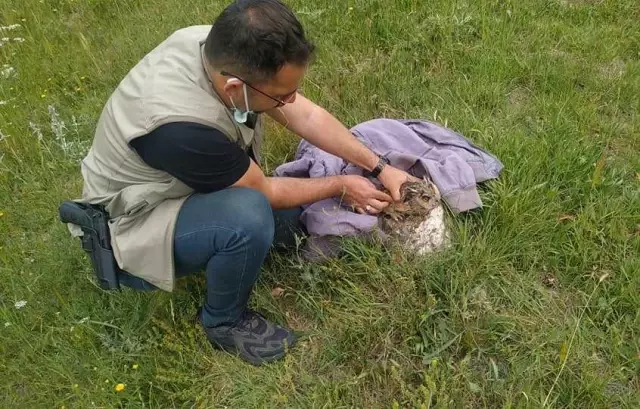 Kütahya'da yaralı bulunan kulaklı orman baykuşu tedavi ediliyor Kütahya'da yaralı bulunan kulaklı orman baykuşu tedavi ediliyor