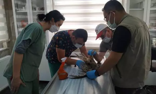 Kütahya'da yaralı bulunan kulaklı orman baykuşu tedavi ediliyor Kütahya'da yaralı bulunan kulaklı orman baykuşu tedavi ediliyor