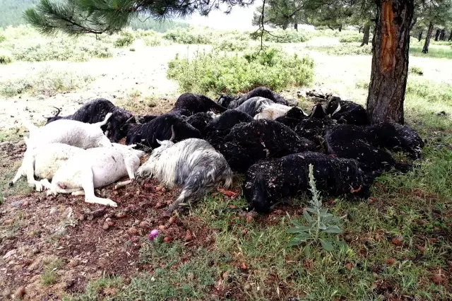Kütahya'da yıldırım isabet eden 21 küçükbaş hayvan telef oldu Kütahya'da yıldırım isabet eden 21 küçükbaş hayvan telef oldu