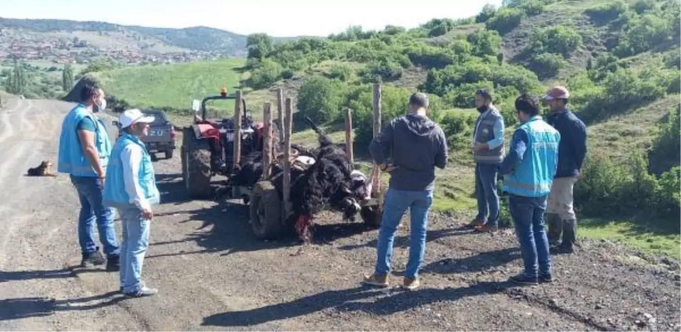 Kütahya'da, yıldırım isabet eden ağacın altında 21 küçükbaş öldü