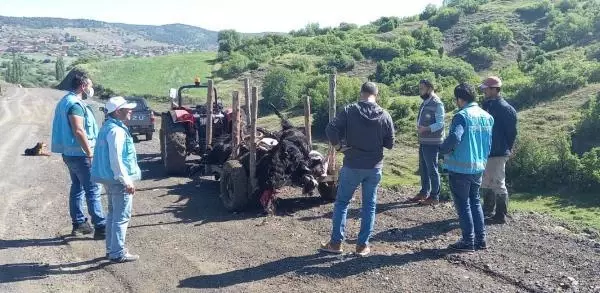 Kütahya'da, yıldırım isabet eden ağacın altında 21 küçükbaş öldü Kütahya'da, yıldırım isabet eden ağacın altında 21 küçükbaş öldü