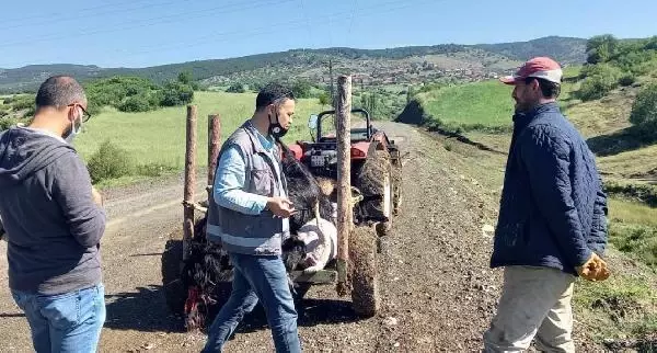 Kütahya'da, yıldırım isabet eden ağacın altında 21 küçükbaş öldü Kütahya'da, yıldırım isabet eden ağacın altında 21 küçükbaş öldü