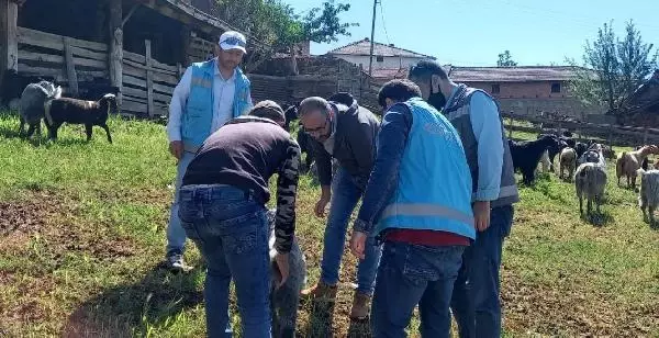 Kütahya'da, yıldırım isabet eden ağacın altında 21 küçükbaş öldü Kütahya'da, yıldırım isabet eden ağacın altında 21 küçükbaş öldü
