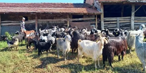 Kütahya'da, yıldırım isabet eden ağacın altında 21 küçükbaş öldü Kütahya'da, yıldırım isabet eden ağacın altında 21 küçükbaş öldü