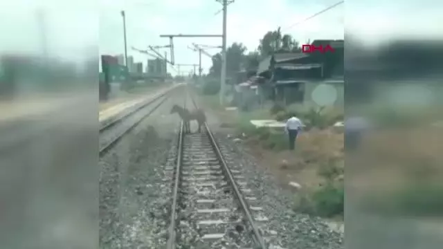 MAKİNİST TRENİ DURDURUP, RAYLARIN ÜZERİNDEKİ ATI GÜVENLİ BÖLGEYE ALDI MAKİNİST TRENİ DURDURUP, RAYLARIN ÜZERİNDEKİ ATI GÜVENLİ BÖLGEYE ALDI