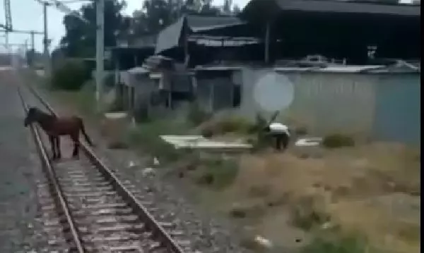 'İnsanlık ölmemiş' dedirten olay! Hızla giden treni durdurup, raylardaki atı kenara çekti 'İnsanlık ölmemiş' dedirten olay! Hızla giden treni durdurup, raylardaki atı kenara çekti