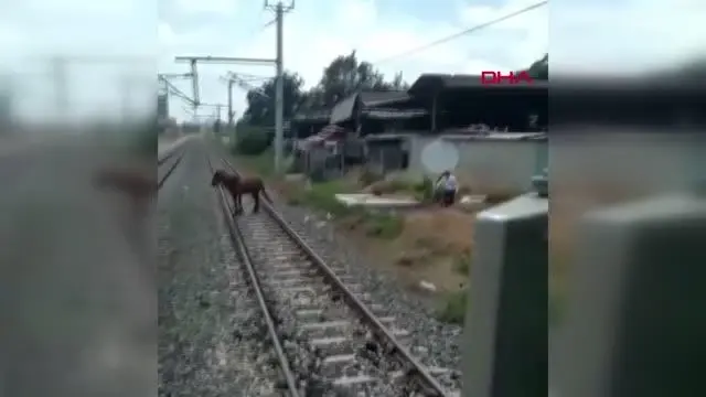 MAKİNİST TRENİ DURDURUP, RAYLARIN ÜZERİNDEKİ ATI GÜVENLİ BÖLGEYE ALDI MAKİNİST TRENİ DURDURUP, RAYLARIN ÜZERİNDEKİ ATI GÜVENLİ BÖLGEYE ALDI