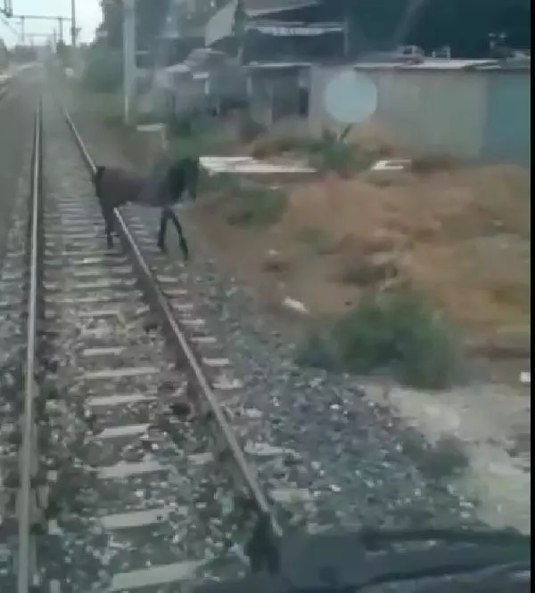 'İnsanlık ölmemiş' dedirten olay! Hızla giden treni durdurup, raylardaki atı kenara çekti 'İnsanlık ölmemiş' dedirten olay! Hızla giden treni durdurup, raylardaki atı kenara çekti